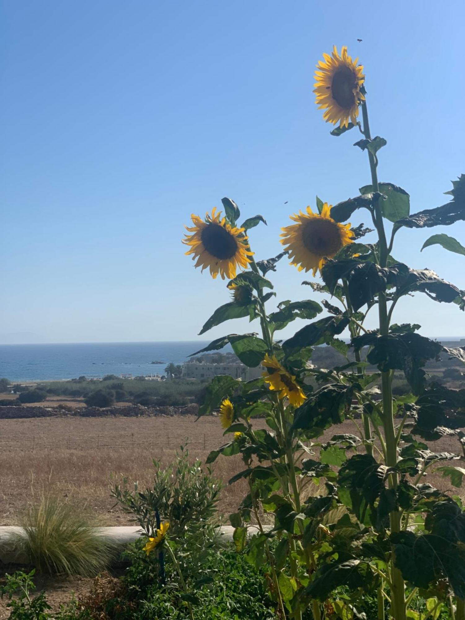 Marikos House, Pyrgaki Alyko Naxos *