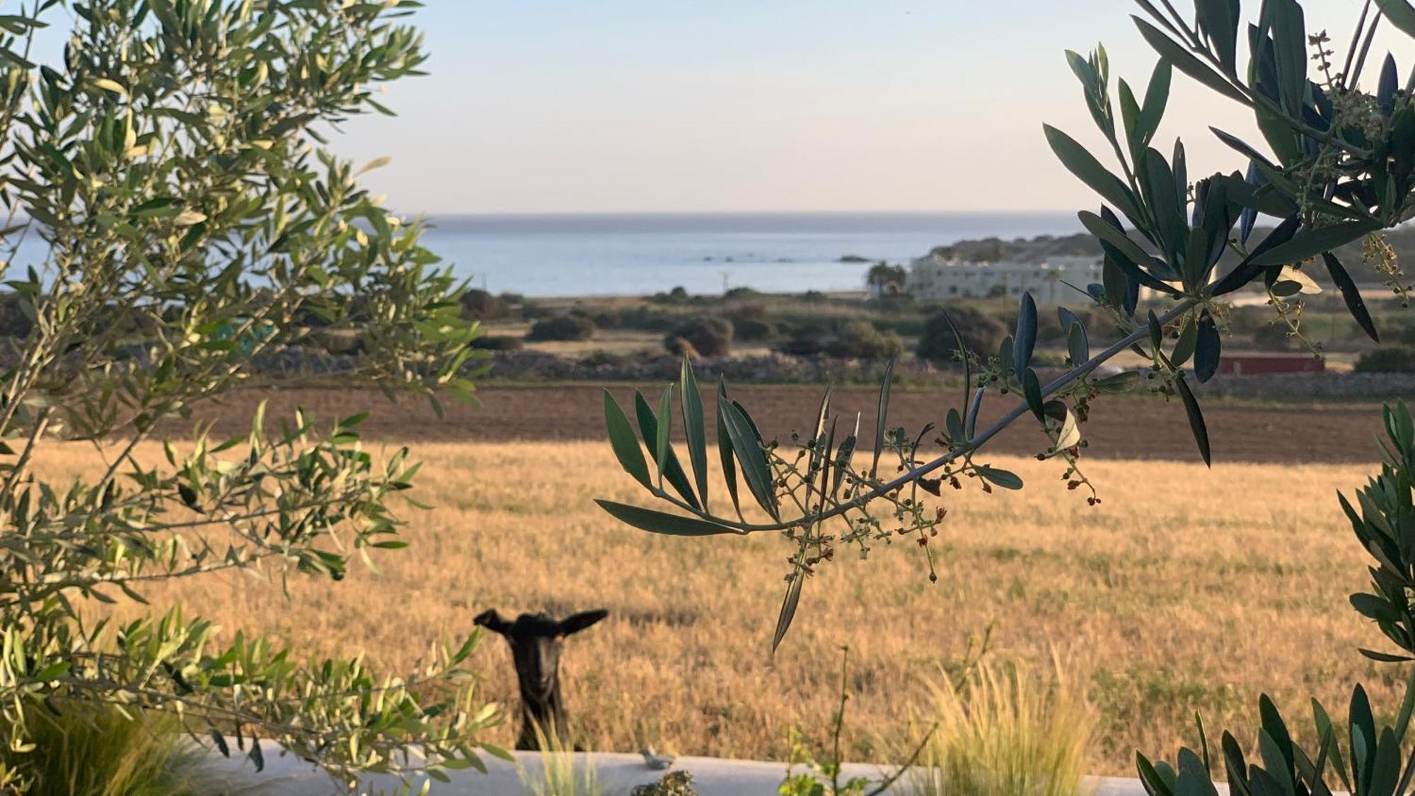 Marikos House, Pyrgaki Alyko Naxos Aliko Beach